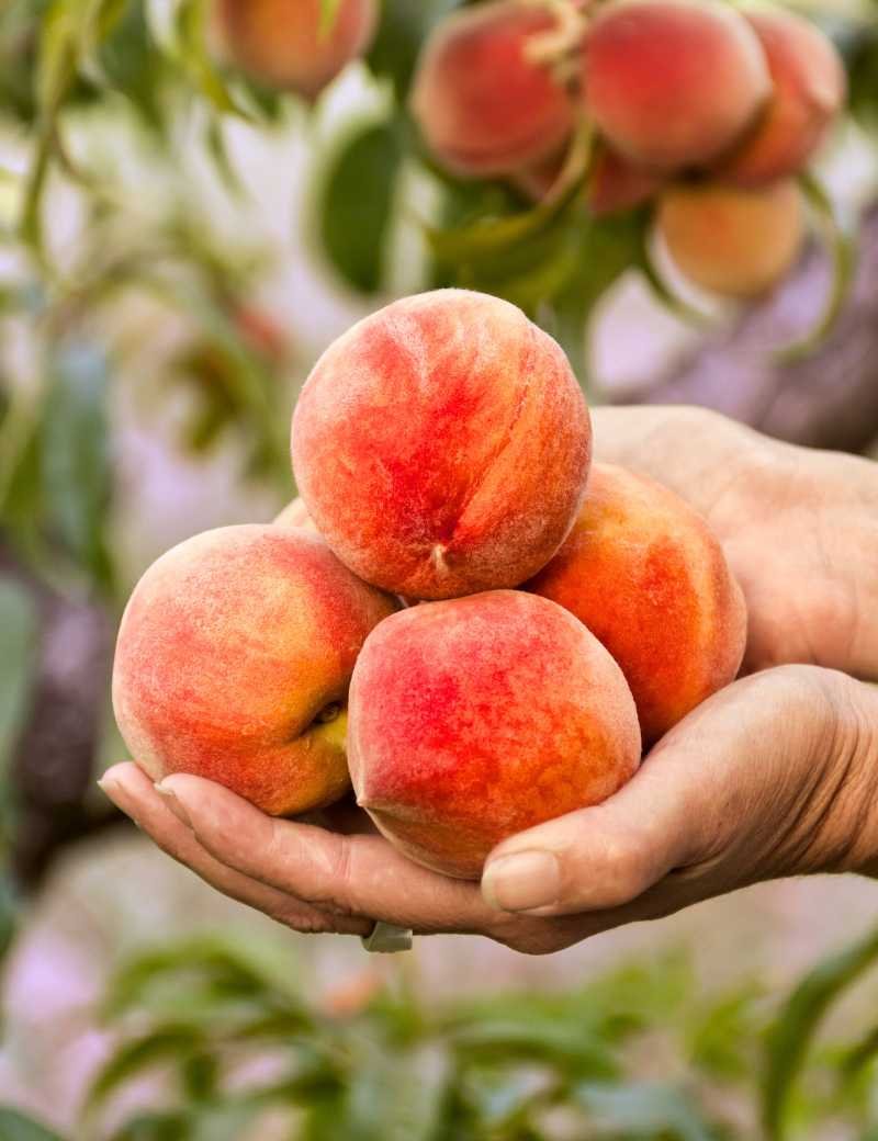 Woman holding peaches Woman holding peaches